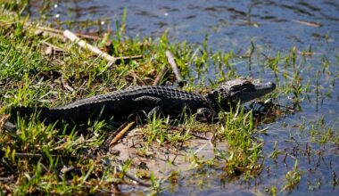 Niedersachsen & Bremen: Vechta sucht nach Alligator