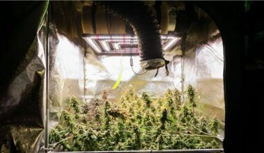 Zehn Hamburger Vereinigungen bauen Cannabis an