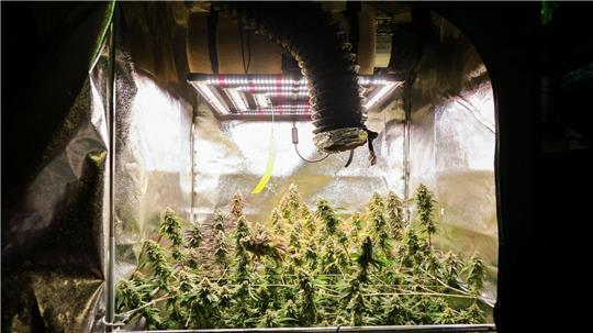 Zehn Hamburger Vereinigungen bauen Cannabis an