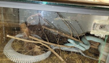 Bayern: Exotische Tiere aus Münchner Wohnung gerettet