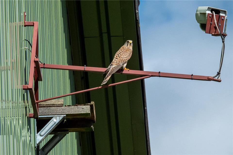 Eine Webcam des Naturschutzbundes Deutschland Nabu sendet aus dem Nest einer Turmfalken-Familie in Wachtberg bei Bonn. (Archivbild)Christian Giese/Nabu NRW/dpa
