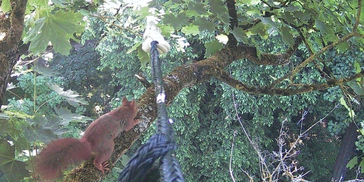 Stadt Nürnberg erteilt Eichhörnchen-Projekt eine Absage