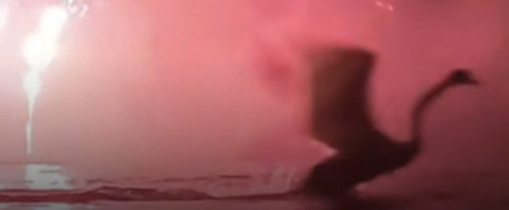 Stoppt das Feuerwerk in Bonn
|
WeAct