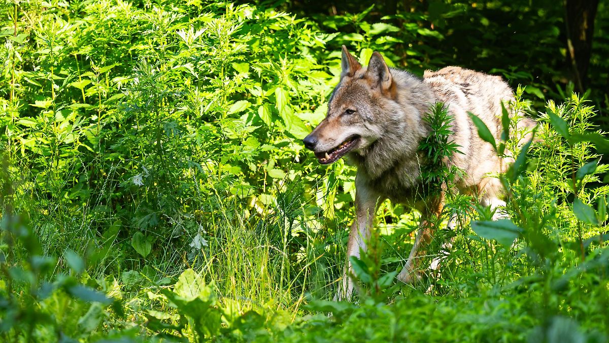 Niedersachsen & Bremen: Wolfsrisse: Kreis Helmstedt fordert mehr Herdenschutz