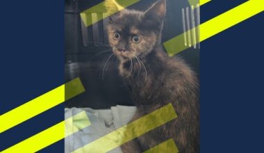 POL-DU: Obermarxloh: Babykatze aus Radkasten gerettet