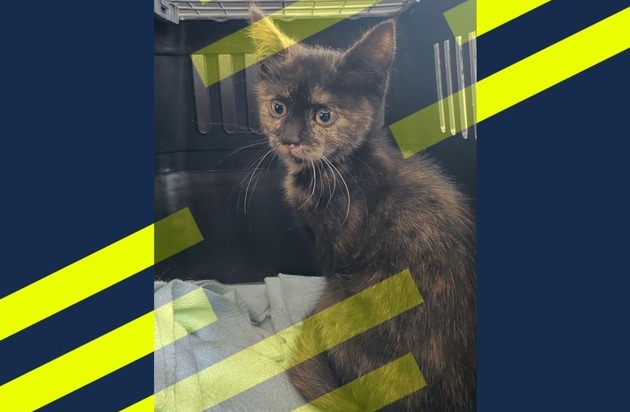 POL-DU: Obermarxloh: Babykatze aus Radkasten gerettet