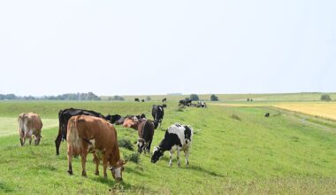 Niedersachsen & Bremen: Erst Hitze, dann Gewitter im Nordwesten
