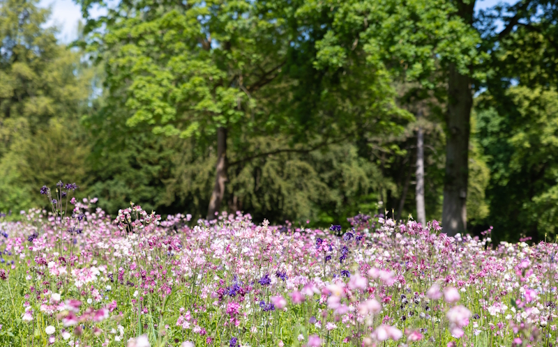 NABU zeichnet mags-Friedhöfe als schmetterlingsfreundlich aus