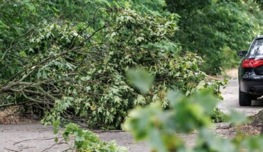 Berlin & Brandenburg: Nach dem Sturm warnt Senat vor Betreten der Wälder