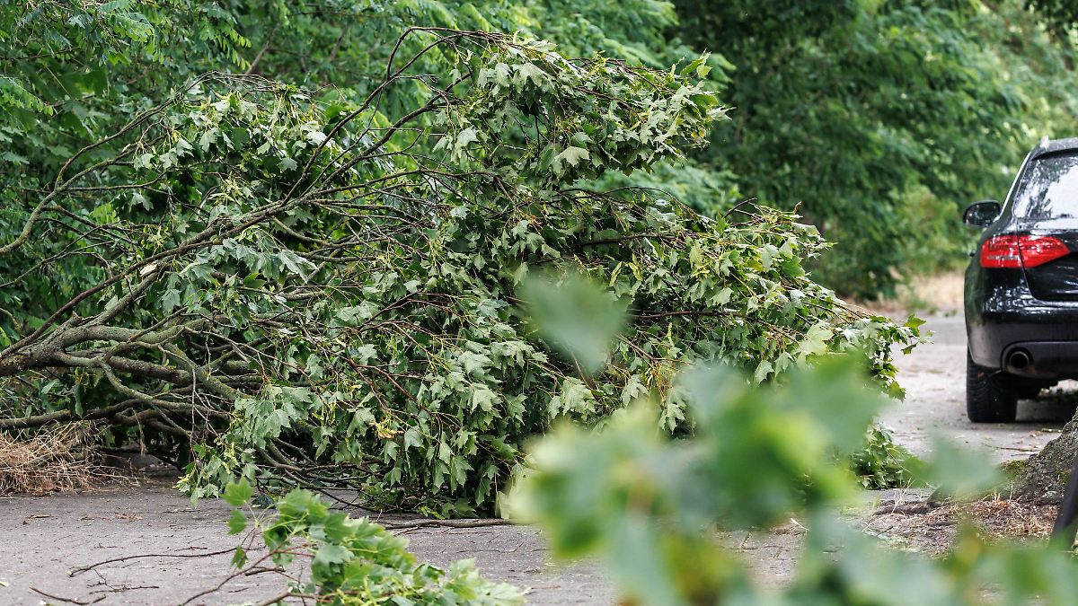Berlin & Brandenburg: Nach dem Sturm warnt Senat vor Betreten der Wälder