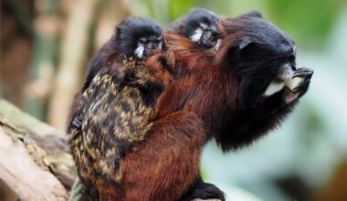 Rotschultertamarin-Männchen Bruno mit seinen Zwillingen auf dem Rücken. Foto: Zoo Leipzig