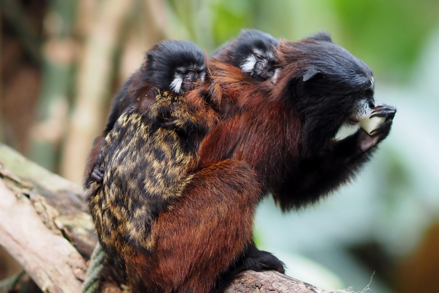 Rotschultertamarin-Männchen Bruno mit seinen Zwillingen auf dem Rücken. Foto: Zoo Leipzig