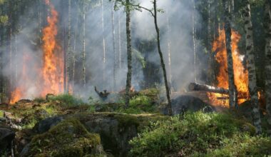 Feuer im Wald