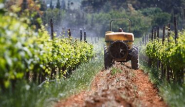 EU-Vorschrift verbietet Backpulver im Weinbau – Winzer müssen teures Industrieprodukt einsetzen