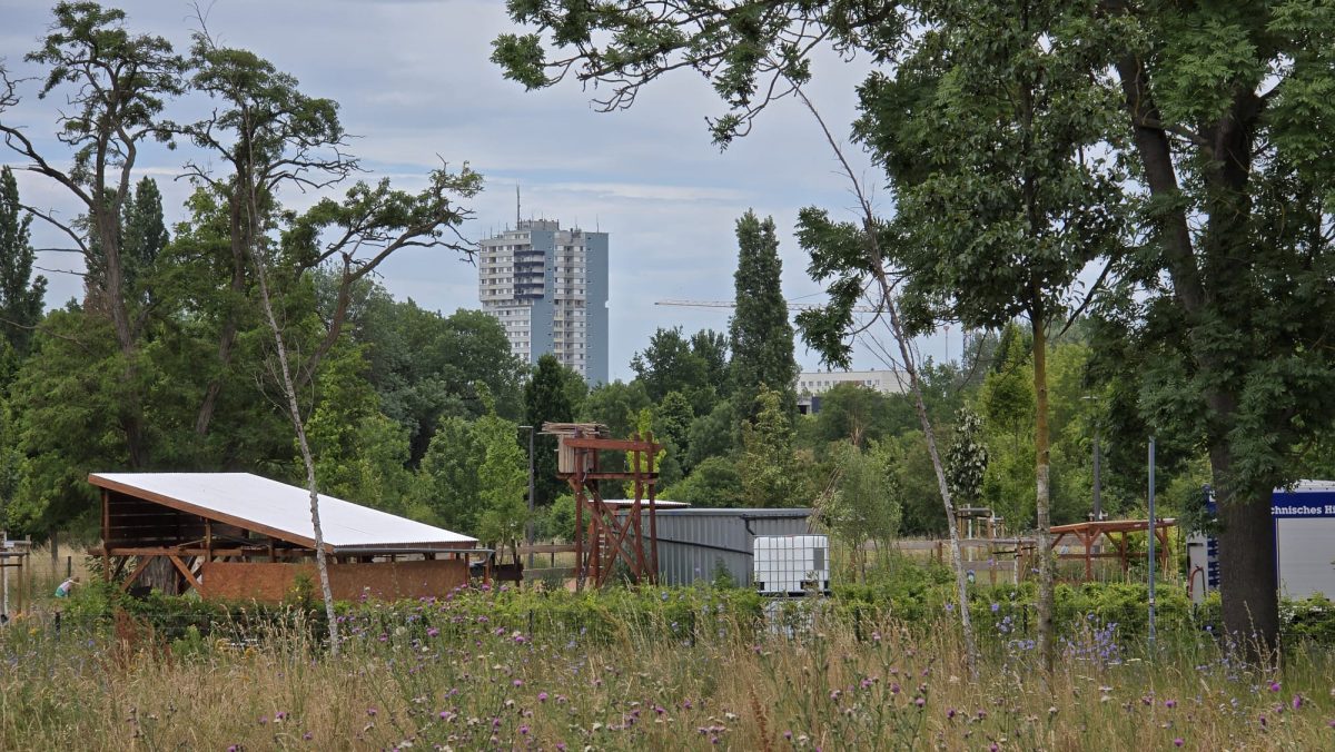Erneut sterben Jungbäume am Gimritzer Damm in Halle (Saale) ab – Du bist Halle