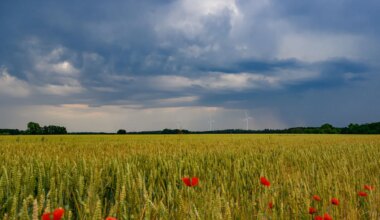 Wettervorhersage - Neue Gewitter in Berlin und Brandenburg erwartet - Panorama