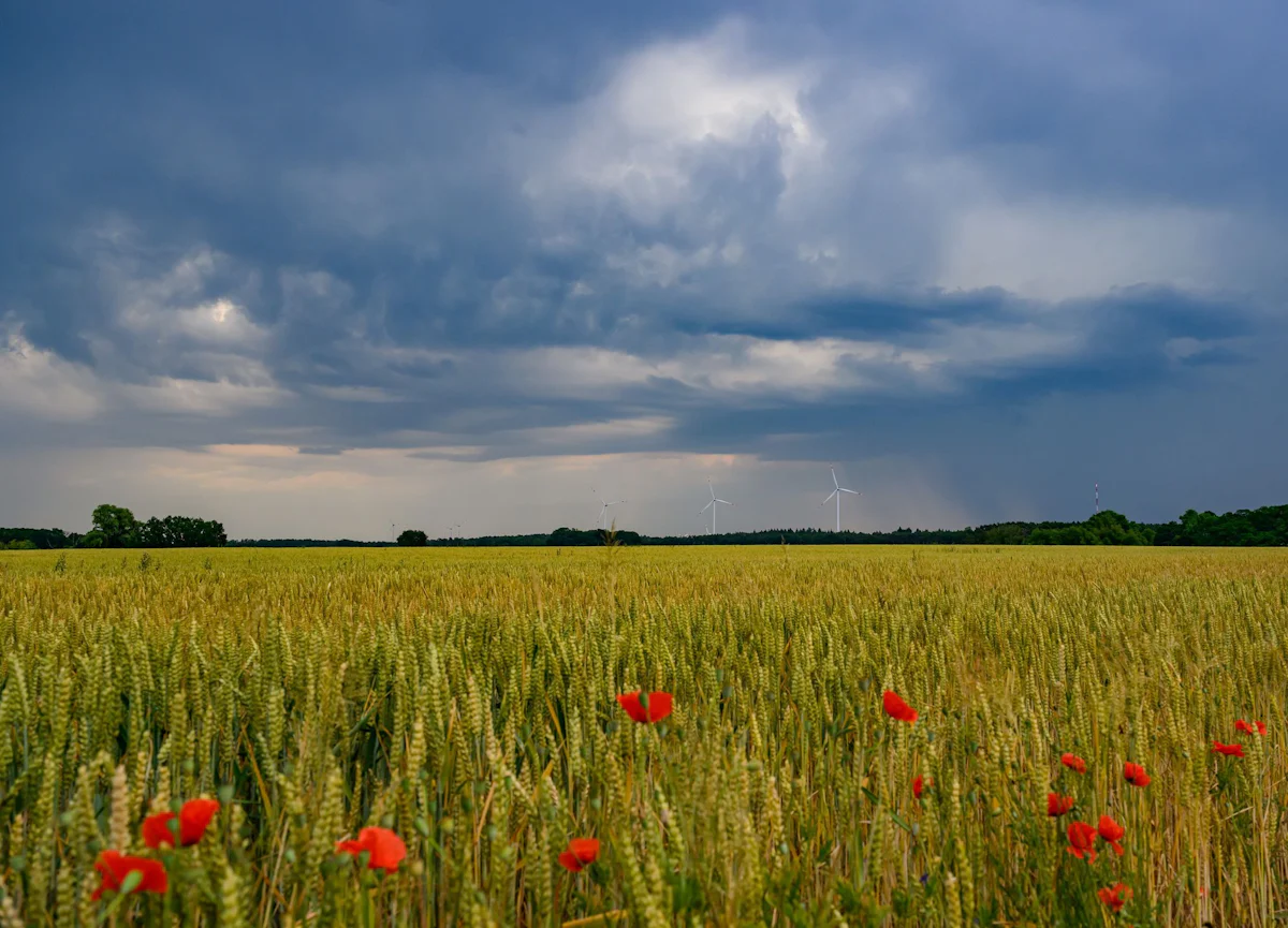 Wettervorhersage - Neue Gewitter in Berlin und Brandenburg erwartet - Panorama
