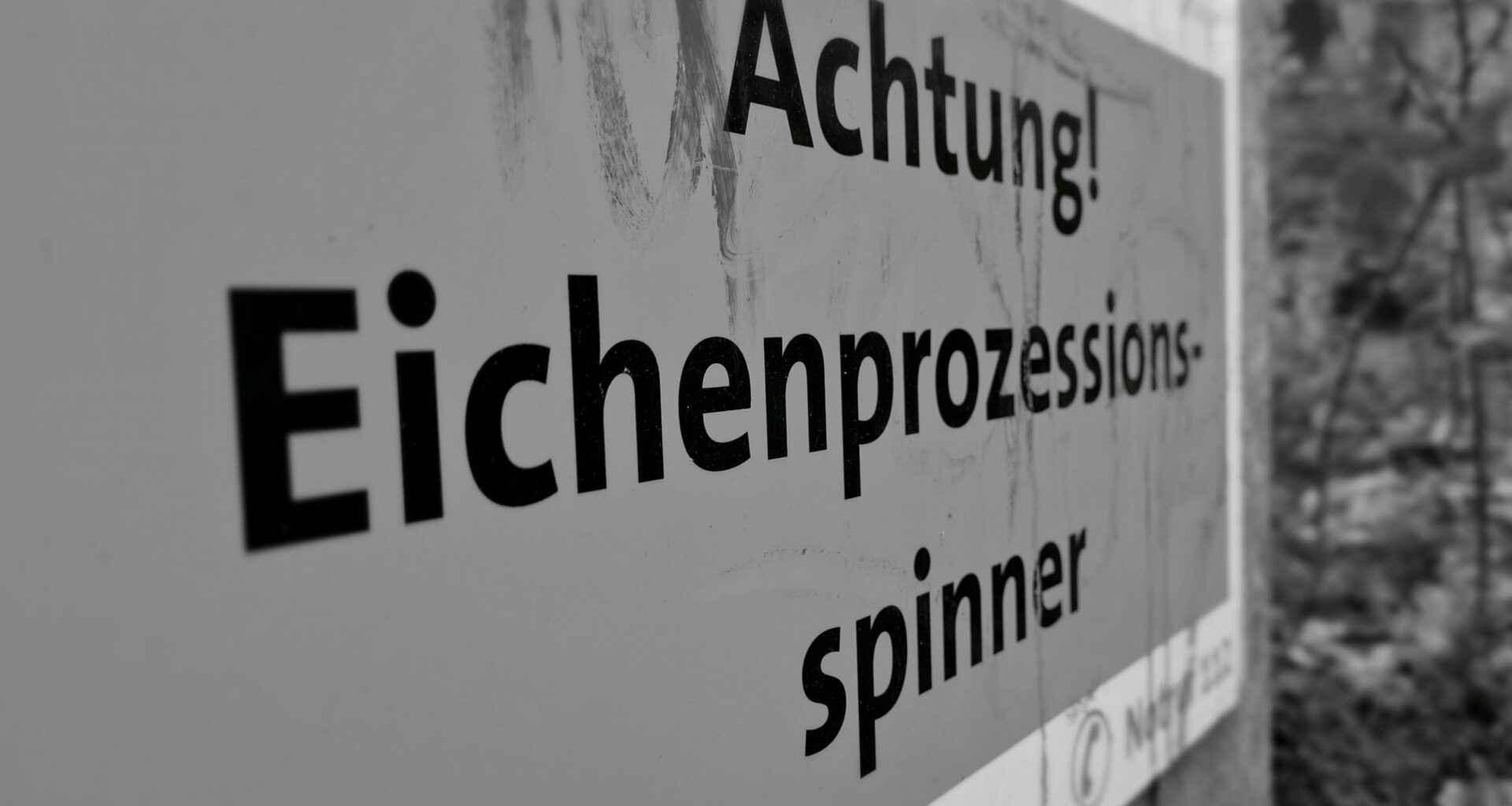 Eichenprozessionsspinner: Stadt bittet um erhöhte Aufmerksamkeit