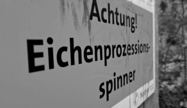 Eichenprozessionsspinner: Stadt bittet um erhöhte Aufmerksamkeit