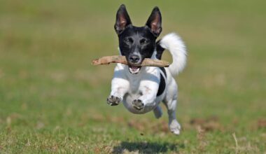"Zippert zappt": Hunde bevorzugen Deutsche als Haustier