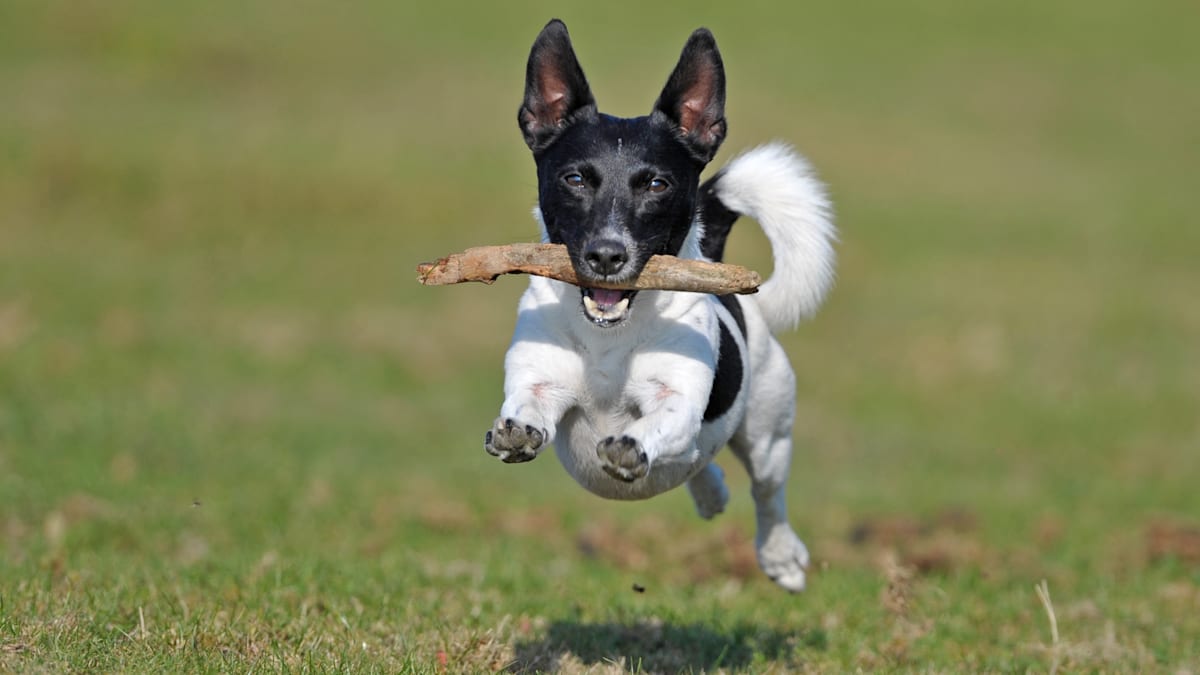 "Zippert zappt": Hunde bevorzugen Deutsche als Haustier