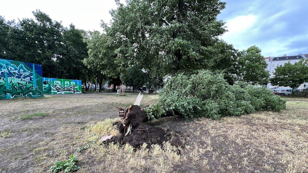 Die orkanartigen Böen rissen in Berlin ganze Bäume von ihren Wurzeln.