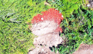 Ungewöhnliches Bild in Sachsen: Hier verrotten Zehntausende Erdbeeren | Regional