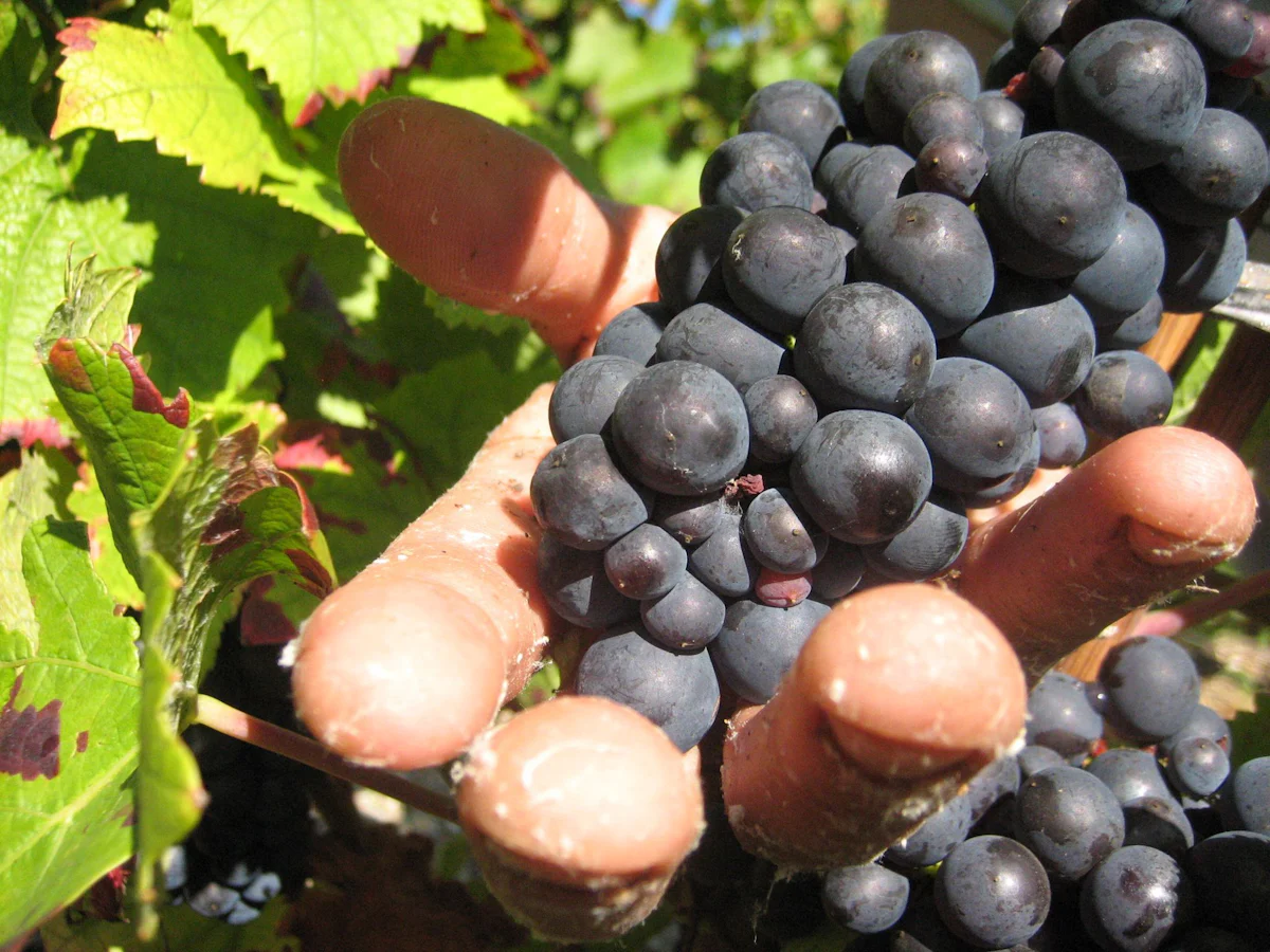 Champagner - Prozess um „Weinlese der Schande“ startet in Frankreich - Panorama