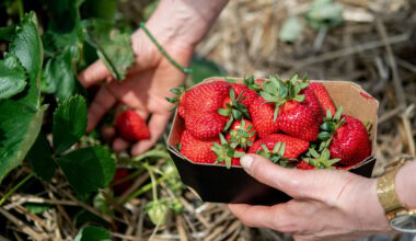 Wo man 2025 in Sachsen-Anhalt Erdbeeren ernten kann