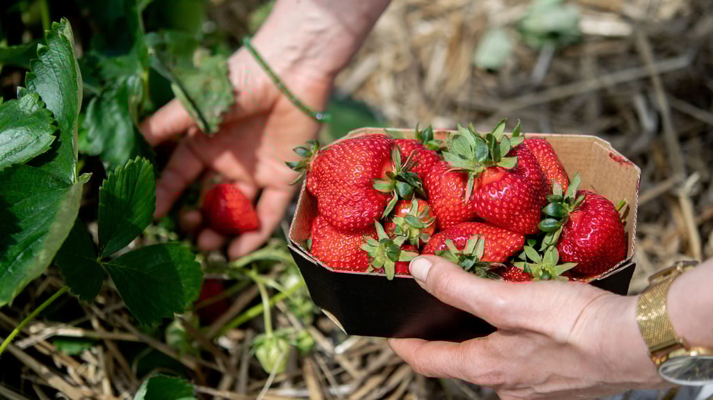 Wo man 2025 in Sachsen-Anhalt Erdbeeren ernten kann