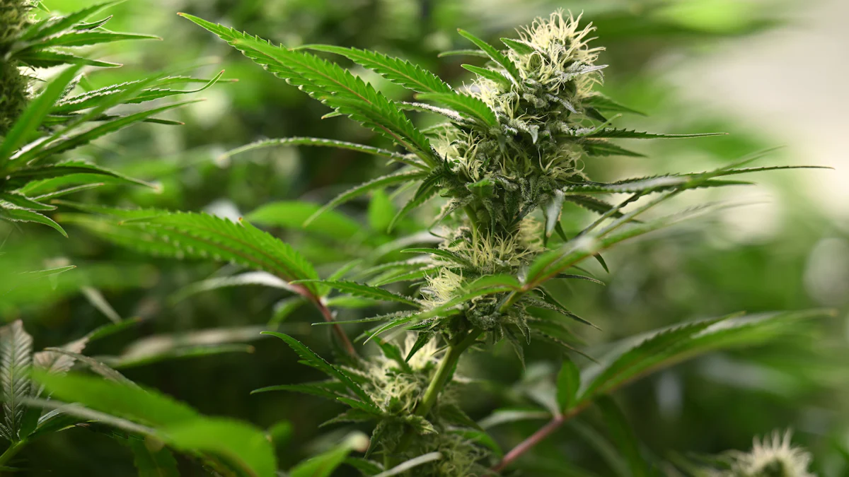 Zivilprozess in München: Anbieter von medizinischem Cannabis unterliegt Apothekerkammer - München