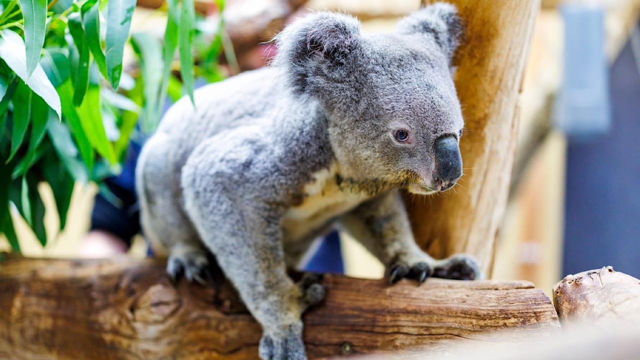 Europas ältester männlicher Koala Irwin (17) ist tot | Regional