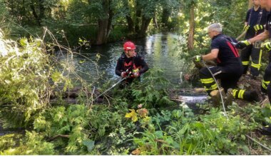 Thalkirchen: Bäume im Auer Mühlbach gefährden Schwimmer - München