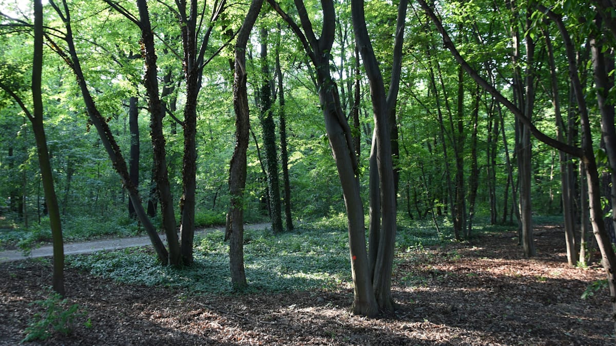 Berlin: Ukrainer in Park mit Messer angegriffen – mutmaßlich wegen seiner Herkunft