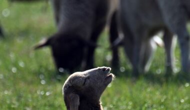 Erstmals soll in Deutschland ein Goldschakal erschossen werden.