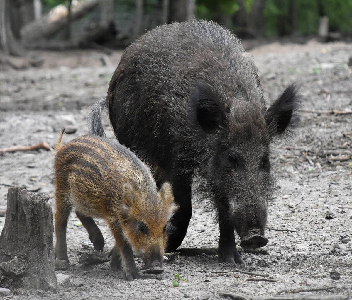 Schweinepest rückt näher - Antenne Münster