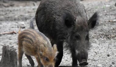 Schweinepest rückt näher - Antenne Münster