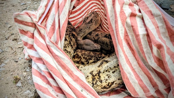 Eine Boa-Constrictor-Schlange liegt zusammengerollt in einem gestreiften Kopfkissenbezug. © Polizei Bremervörde Foto: Polizeioberkommissarin Quenstedt