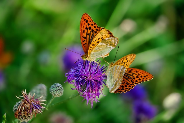 „Insektenretter gesucht – Garten und Balkon für Insekten” – /// MRN-News.de