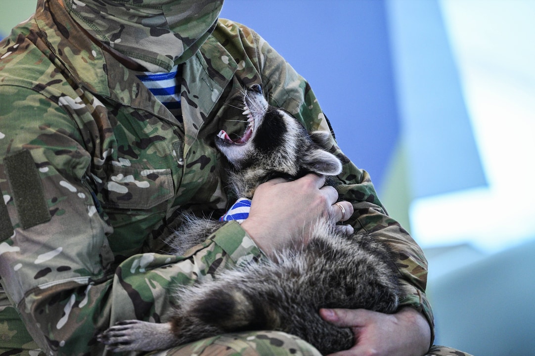 Auch der "Waschbär von Cherson" wurde von den russischen Besatzern gekidnappt. Hier wird er von einem russischen Soldaten vorgeführt.