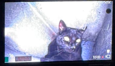 Düsseldorf: Kamin-Krimi um Katze Elly – sie steckte 24 Stunden lang fest | Regional