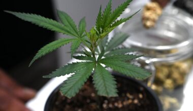 Mary Jane in Berlin: 65.000 Besucher auf Cannabis-Messe