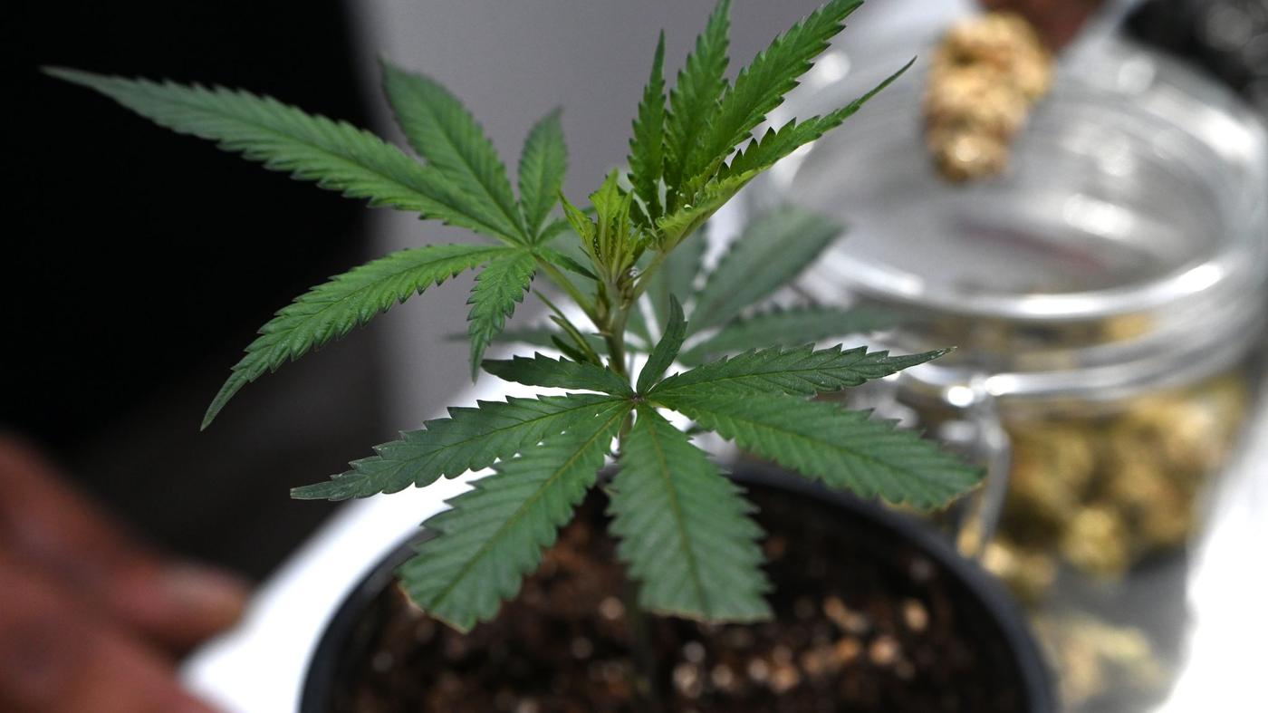 Mary Jane in Berlin: 65.000 Besucher auf Cannabis-Messe