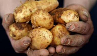Bonn | Frühkartoffeln: Die ersten Knollen mit feinem Aroma