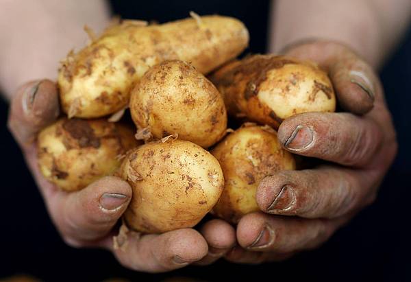 Bonn | Frühkartoffeln: Die ersten Knollen mit feinem Aroma
