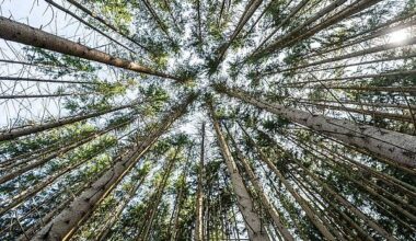 Berlin | Erhebung: Wälder stehen unter «Dauerstress»