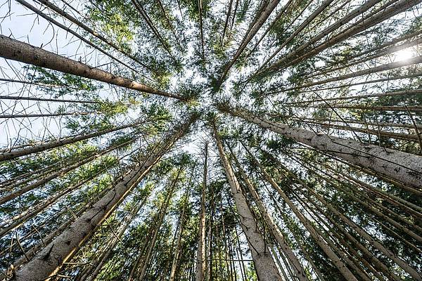 Berlin | Erhebung: Wälder stehen unter «Dauerstress»