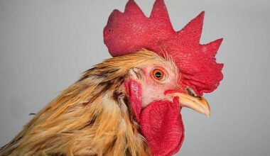Düsseldorf/Solingen | «Hahneköppen» bleibt erlaubt - aber Auflagen strenger