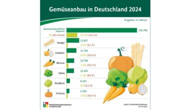 BZL: Gemüseanbau in Deutschland 2024