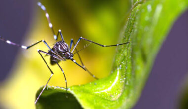 dengue